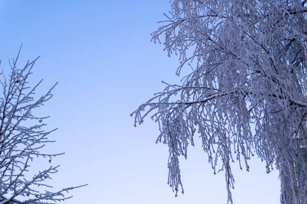 Frozen ice covering tree branches in a snow winter landscape in Rovaniemi, Finnish Lapland