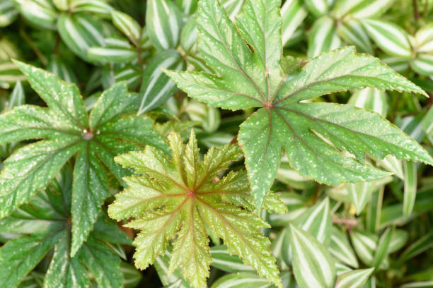 Tropical plants decorate the garden stock photo