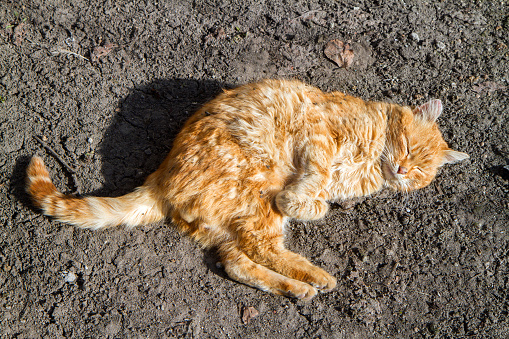 Ginger cat lying on the ground on a sunny spring day. The cat is lying on the ground.