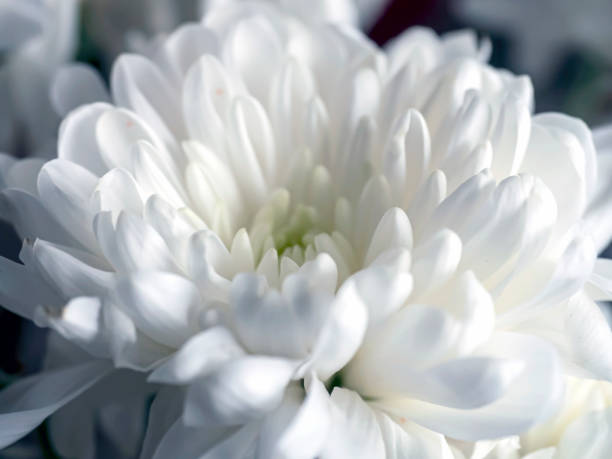 Close-up of a large white daisy flower with a yellow center, set against a blurred green background.