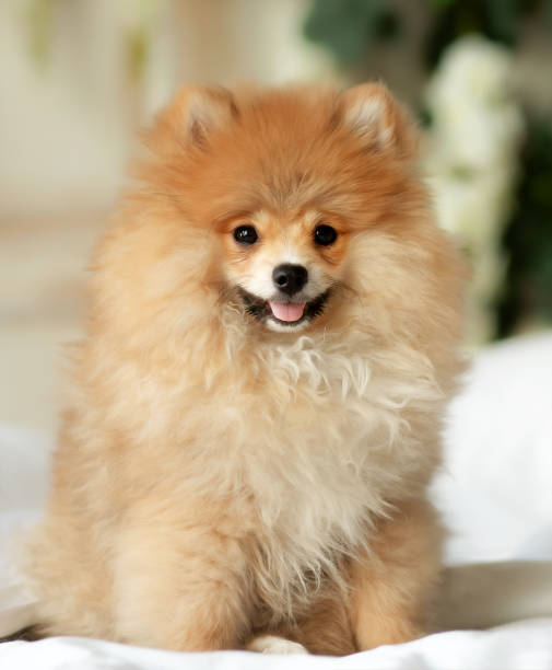 istock Pomeranian Spitz dog on a chair. Studio shot. 2057423338