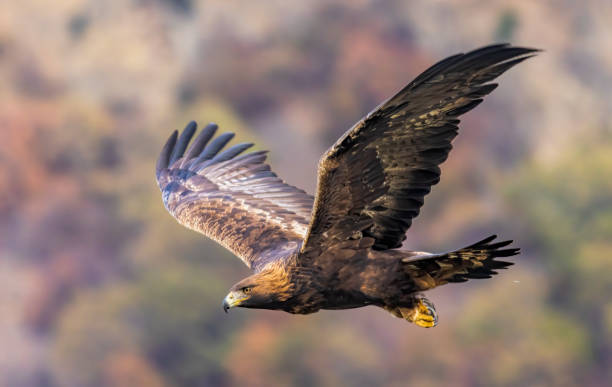 istock Action photography of Golden Eagle 2057424527