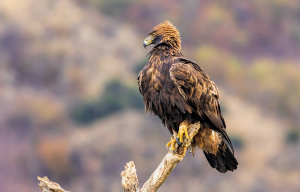 istock Action photography of Golden Eagle 2057425107