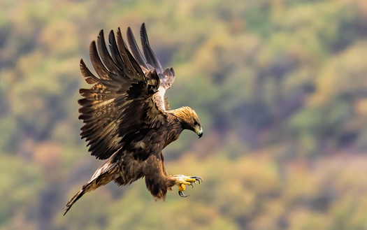 Rare birds Bonelli's eagle on a branch- Aquila fasciata -Hieraaetus fasciatus