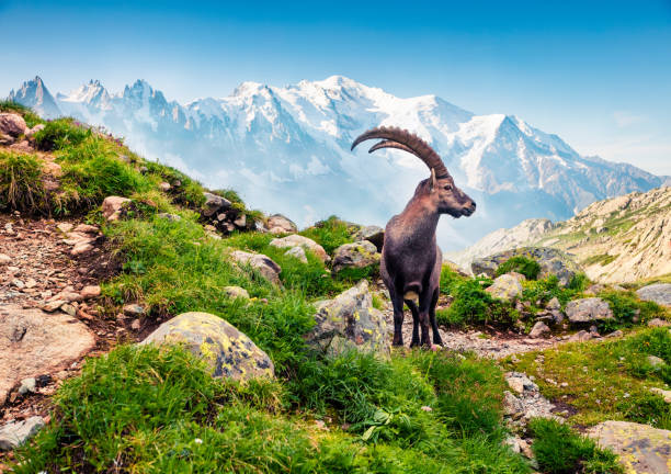 istock Alpine Ibex (Capra Ibex) on the Mont Blanc (Monte Bianco) peak background 2057428982