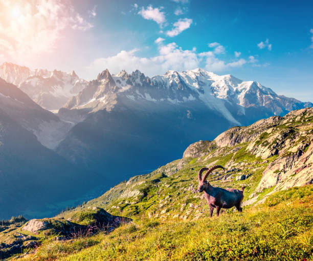 istock Alpine Ibex (Capra Ibex) on the Mont Blanc (Monte Bianco) background 2057430090