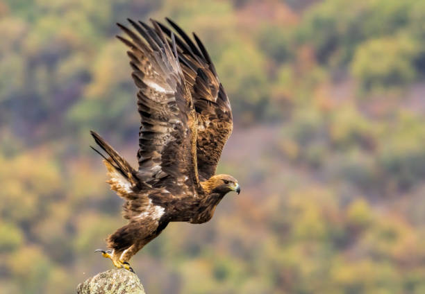 istock Action photography of Golden Eagle 2057430622