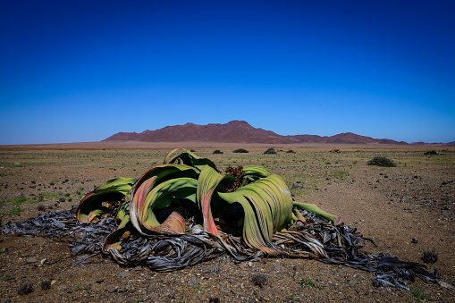 Welwitschia mirabilis in Messum Crater