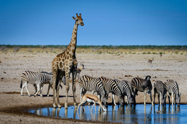 istock Wildlife at waterhole in Etosha 2057435987