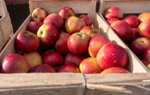 istock wooden box full of beautiful red apples 2057437041