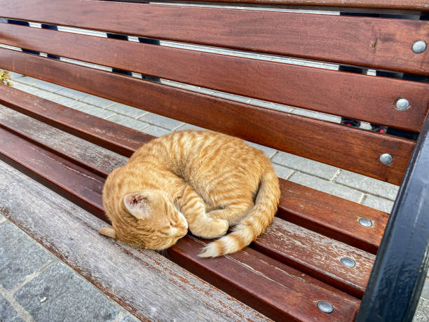 istock Cute ginger cat sleeping on a wooden bench in the city. 2057458977