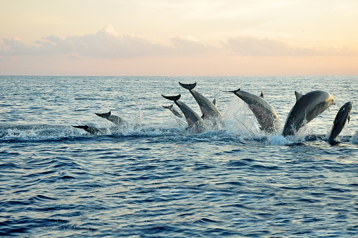 Dophin jumping at the sea during sun rise at Lovina beach in Bali-Indonesia