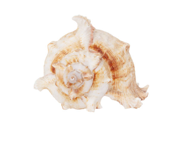 istock Sea shell isolated on white background. Close-up 2057464791