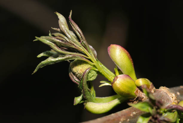 istock Winter bud OF Red elderberry (Sambucus racemosa) on dark black background (Natural+flash light, macro close-up photography) 2057466888