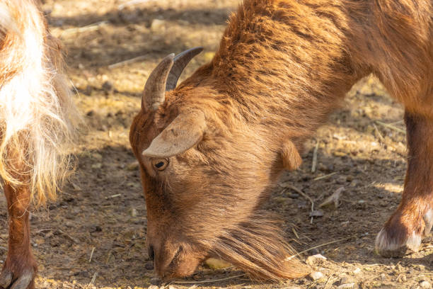 istock goat close-up, looking for food 2057477994