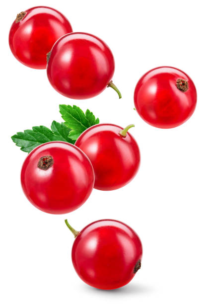 Red currant isolated. Currant red on flying on white background. Perfect retouched currant berry with leaf falling on white. Full depth of field.