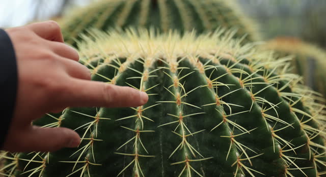 Hand touch the green Cactus Sharp Spikes