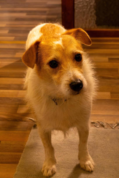 istock small dog with brown and white fur stands on a rug 2057492769