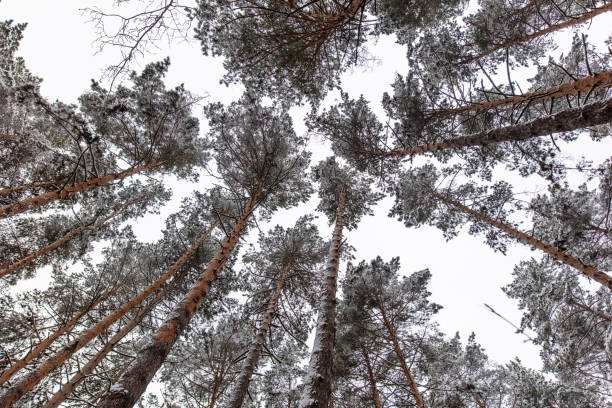 Pine trees in the forest in the snow in winter.