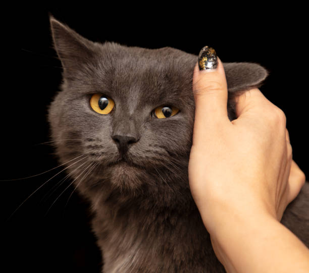 A domestic cat in costume biting its owner fingers for play