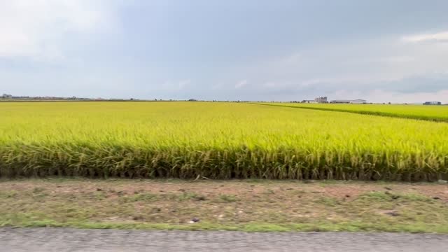 Driving past a beautiful paddy field in Sekinchan, Malaysia