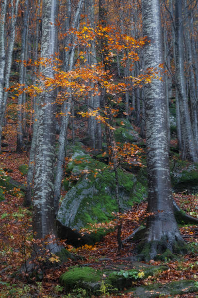 istock Life, colours and autumn vibes 2057527695