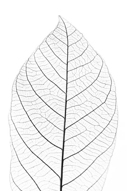 istock skeleton of leaf on white background 2057529299