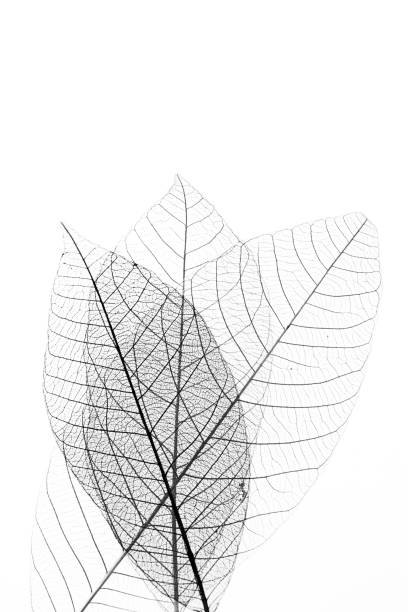 istock skeleton of leaf on white background 2057529300