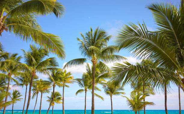 istock Coconut palm trees on a tropical beach, Mexico. 2057544736