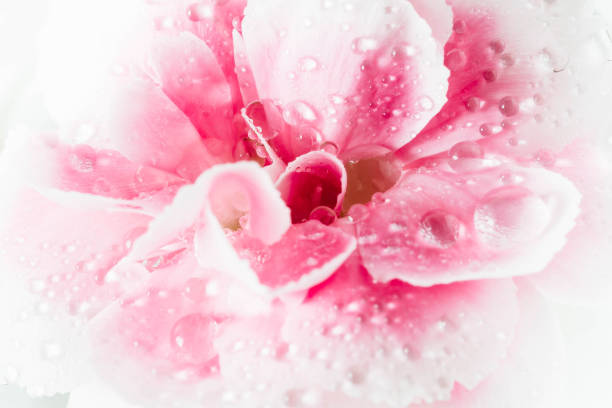 close-up pink flower on white background