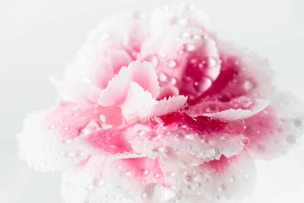 close-up pink flower on white background stock photo