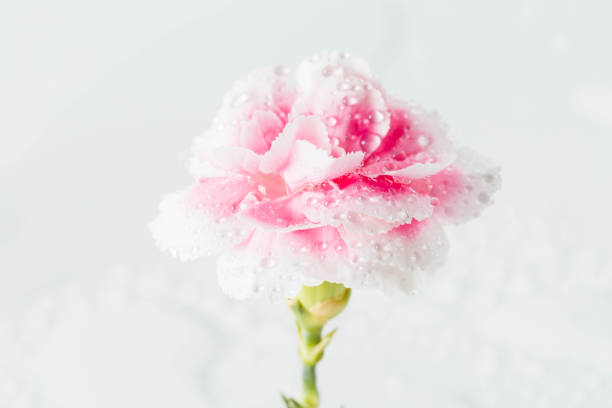 close-up pink flower on white background stock photo