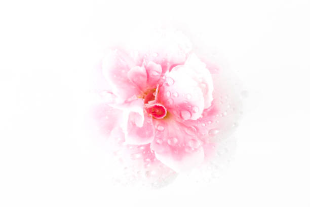 close-up pink flower on white background