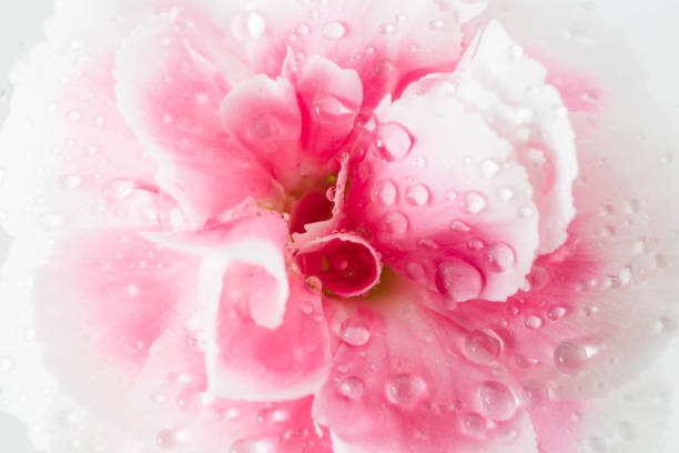 close-up pink flower on white background stock photo