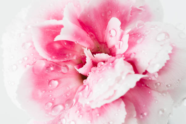 close-up pink flower on white background stock photo