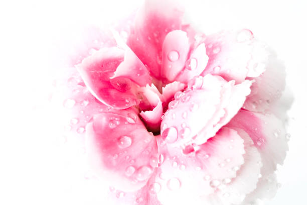 close-up pink flower on white background stock photo