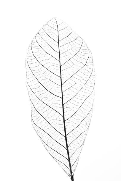 skeleton of leaf on white background stock photo