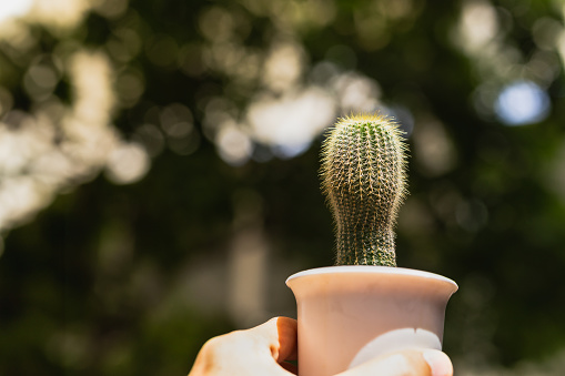Closeup of hand holding a small cactus flower pot with blurred background