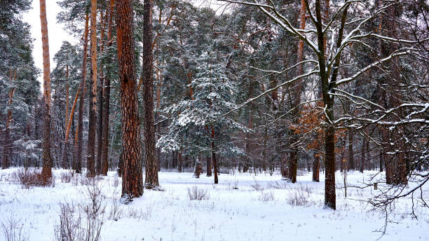 istock Playground ropes course in a winter recreation park covered with snow 2057566008