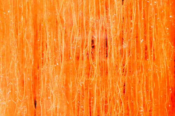 pattern of orange necklaces in a row gives a harmonic textured background symbolizing older times