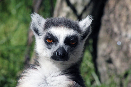 a ring-tailed lemur looking at you