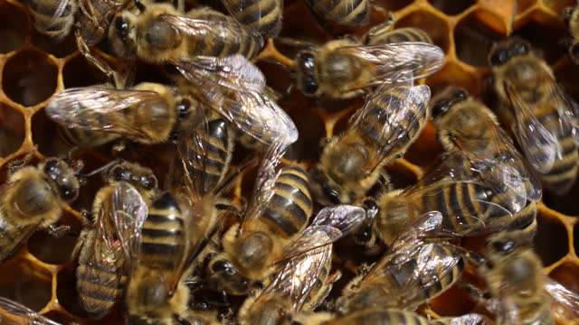 Working bee on honeycomb. Beehive, wax cells with honey and honeybee, macro