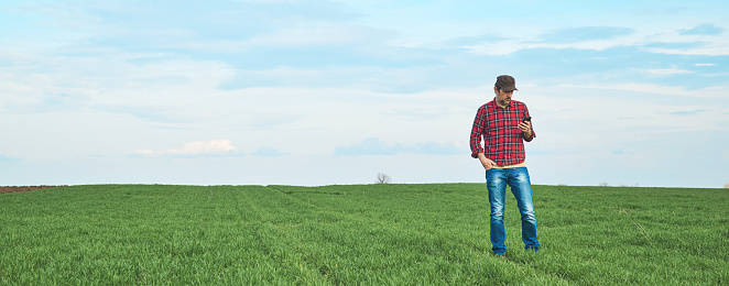 Farmer standing in wheat seedling field and using mobile phone app, smart farming concept, panoramic image with selective focus