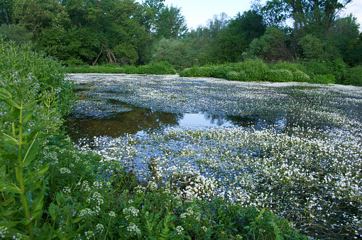 Spring landscape near Aldea del Fresno and the Alberche river flora central spain