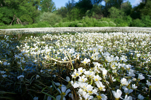 Spring landscape near Aldea del Fresno and the Alberche river flora central spain