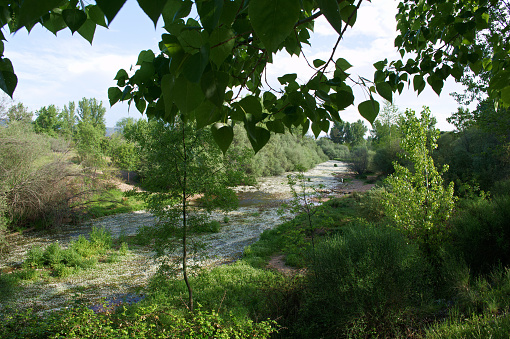 Spring landscape near Aldea del Fresno and the Alberche river flora central spain