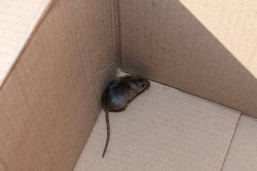 A house mouse trapped, crammed in the corner of a box, dead end, no way out
