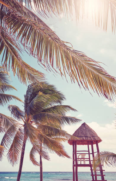 A sun lounger and palm at exotic beach with white sand. The Dominican Reepublic.