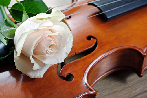 Violin and white rose on a wooden background.