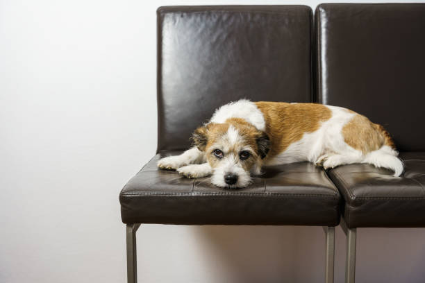 pet, animal, small, tired, home, hygge